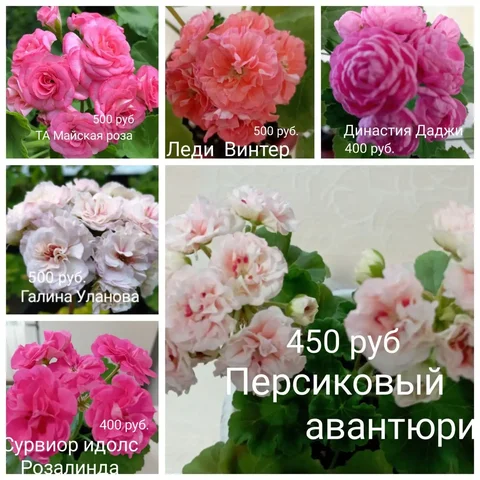 Продам укоренённые черенки комнатных растений - Садоводство в Красноярск