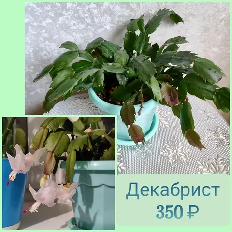 Декабрист взрослый куст - Коллекционные товары в Красноярск