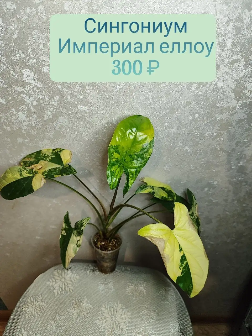 Сингониум империал еллоу - Комнатные растения (Для дома и дачи) в Красноярск