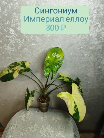 Сингониум империал еллоу - Для дома и дачи в Красноярск
