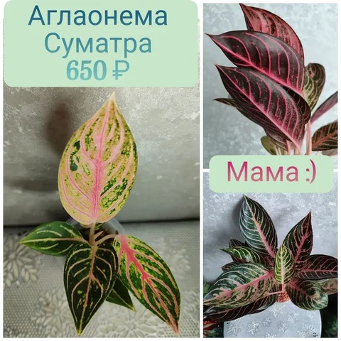 Аглаонема Прайд оф Суматра - Хобби и отдых в Красноярск
