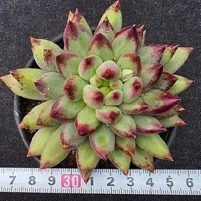Весенняя закупка из Кореи второй садовник - Хобби и отдых в Красноярск