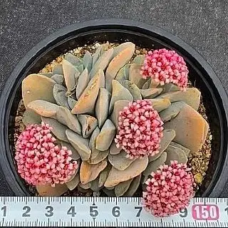Весенняя закупка из Кореи второй садовник - Комнатные растения (Хобби и отдых) в Красноярск