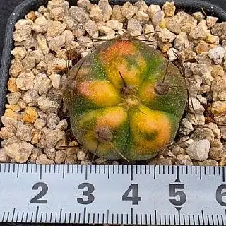 Весенняя закупка из Кореи второй садовник - Комнатные растения (Хобби и отдых) в Красноярск