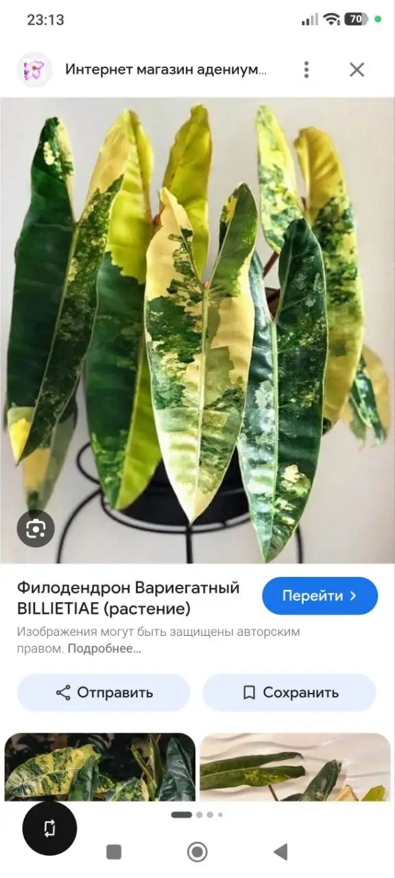 Каланхоэ и комнатные растения - Растения (Хобби и отдых) в Красноярск