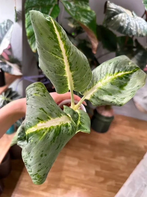 Aglaonema Phet pho thong big very - Комнатные растения в Ростов-на-Дону