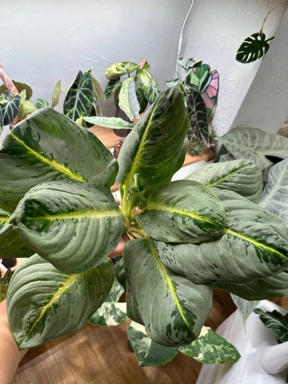 Aglaonema Phet pho thong big very - Комнатные растения (Растения) в Ростов-на-Дону