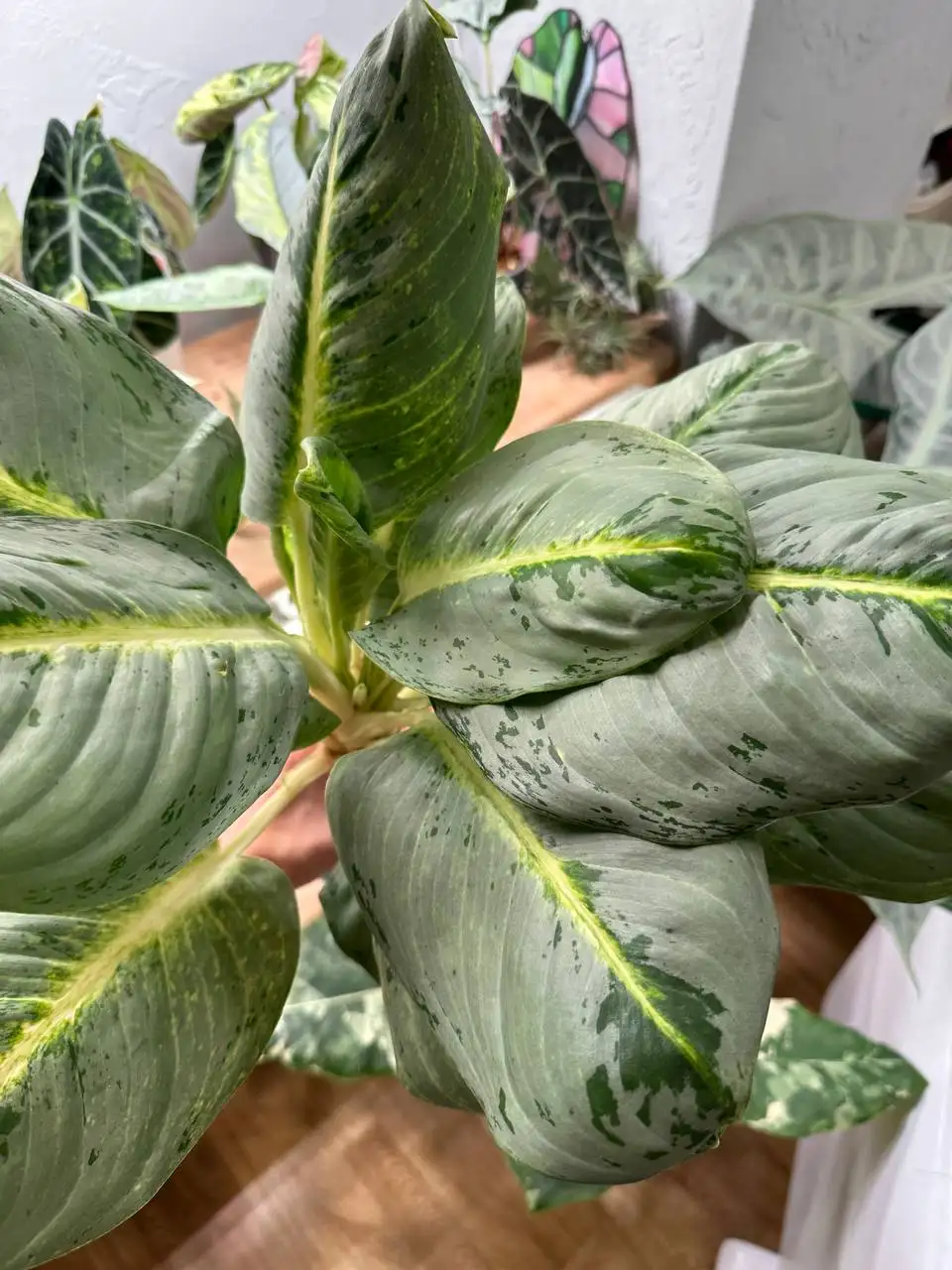 Aglaonema Phet pho thong big very - Комнатные растения (Растения) в Ростов-на-Дону