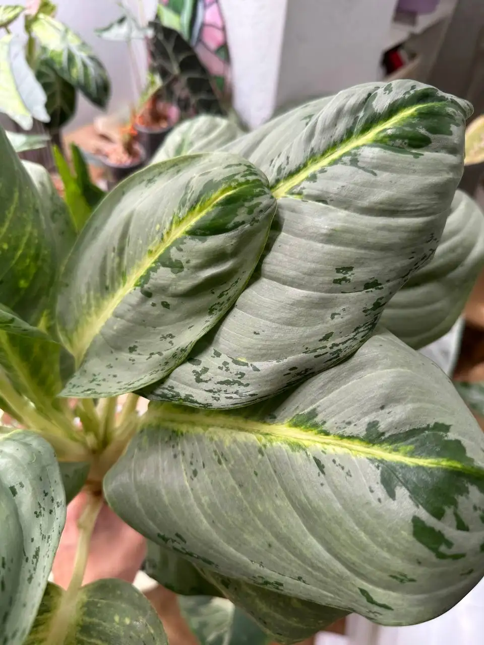 Aglaonema Phet pho thong big very - Комнатные растения (Растения) в Ростов-на-Дону