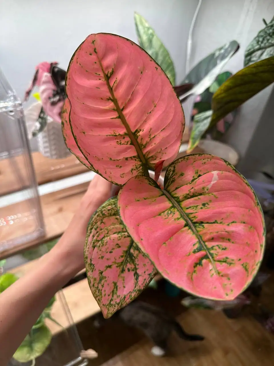 Продажа Aglaonema Rubi Fanta - Комнатные растения (Хобби и отдых) в Ростов-на-Дону