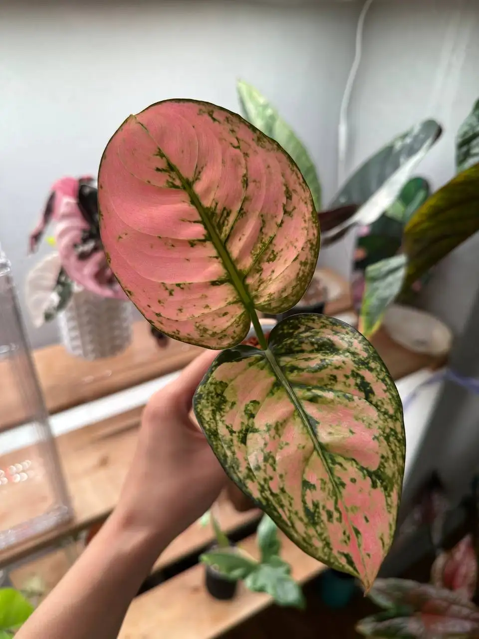 Продажа Aglaonema Rubi Fanta - Комнатные растения (Хобби и отдых) в Ростов-на-Дону