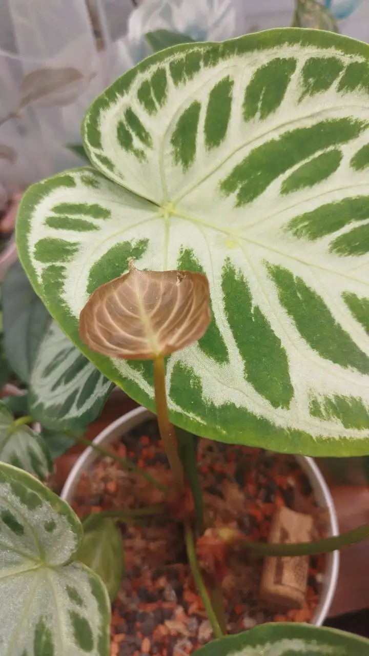 Новый листик - Растения (Хобби и отдых) в Красноярск