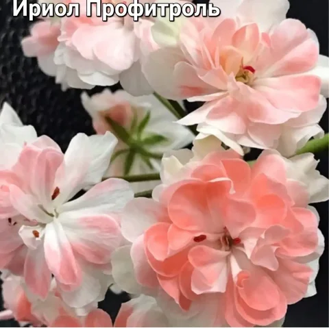 Продам пеларгонию Ириол - Профитроль - Пеларгонии в Красноярск