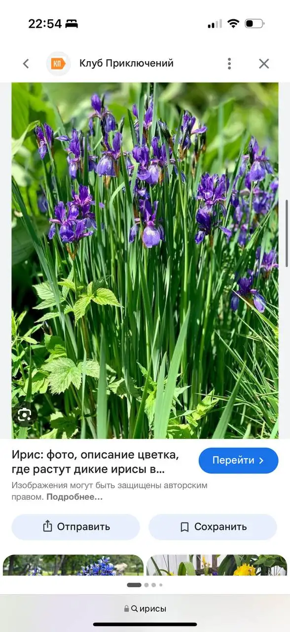 Комнатные растения в Красноярске - Растения (Хобби и отдых) в Красноярск