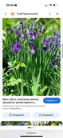 Комнатные растения в Красноярске - Садоводство в Красноярск
