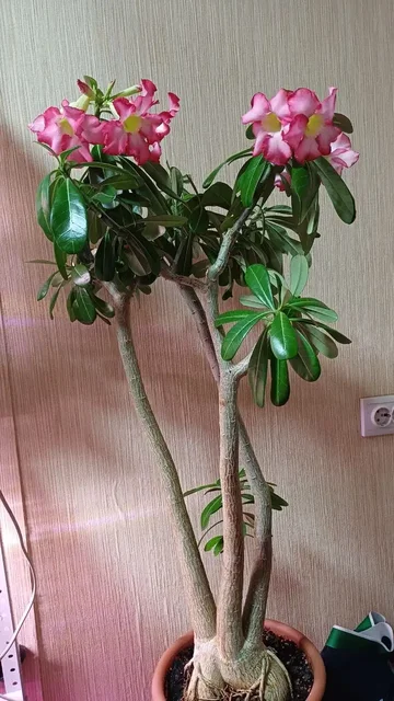 Комнатные растения - Сыры в Красноярск
