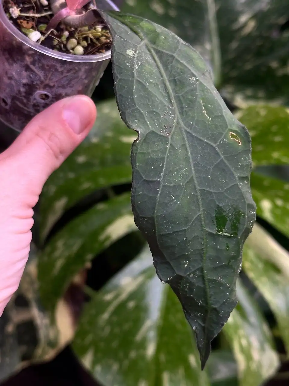 Хойя Клеменсиорум лонг, черенок с двумя листами - Комнатные растения (Хобби и отдых) в Красноярск
