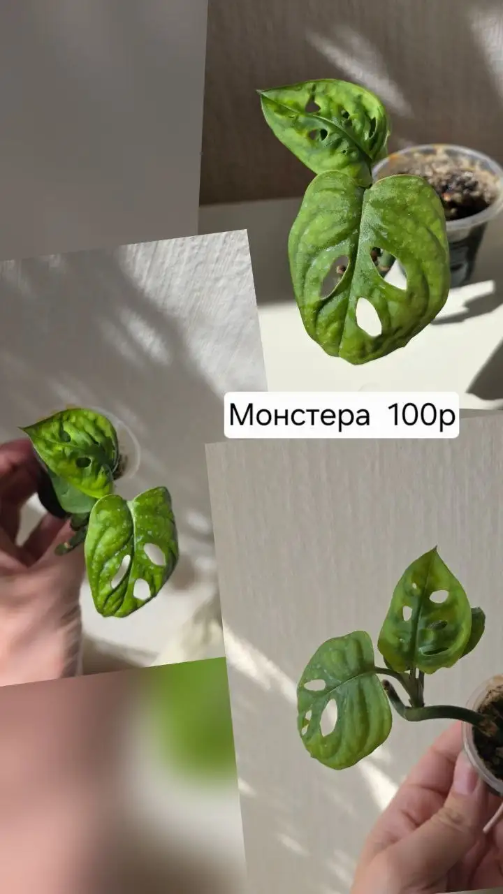 Детки Кордилины киви и Монстеры - Комнатные растения (Хобби и отдых) в Красноярск