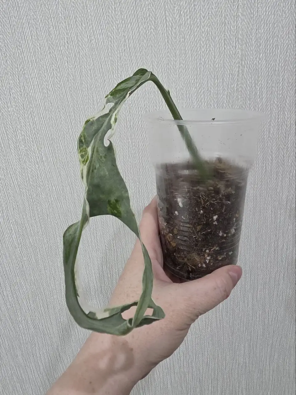 Монстера Indonesian Mint Marble - Комнатные растения (Хобби и отдых) в Красноярск