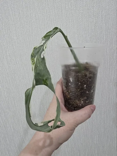 Монстера Indonesian Mint Marble - Хобби и отдых в Красноярск