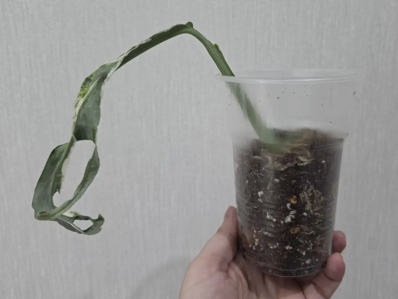 Монстера Indonesian Mint Marble - Комнатные растения (Хобби и отдых) в Красноярск
