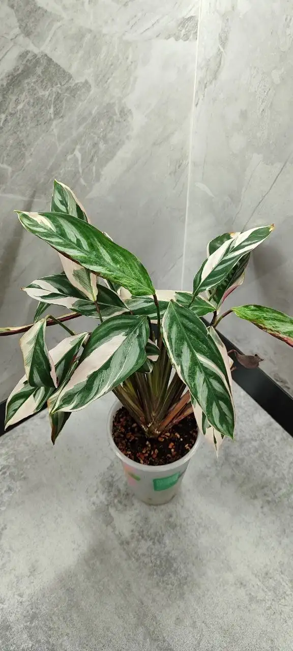 Продаю Строманту опенгейма - Растения (Для дома и дачи) в Красноярск