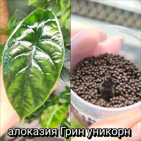 Солнечный многолетник - Хобби и отдых в Красноярск