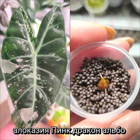 Комнатное растение - Хобби и отдых в Красноярск