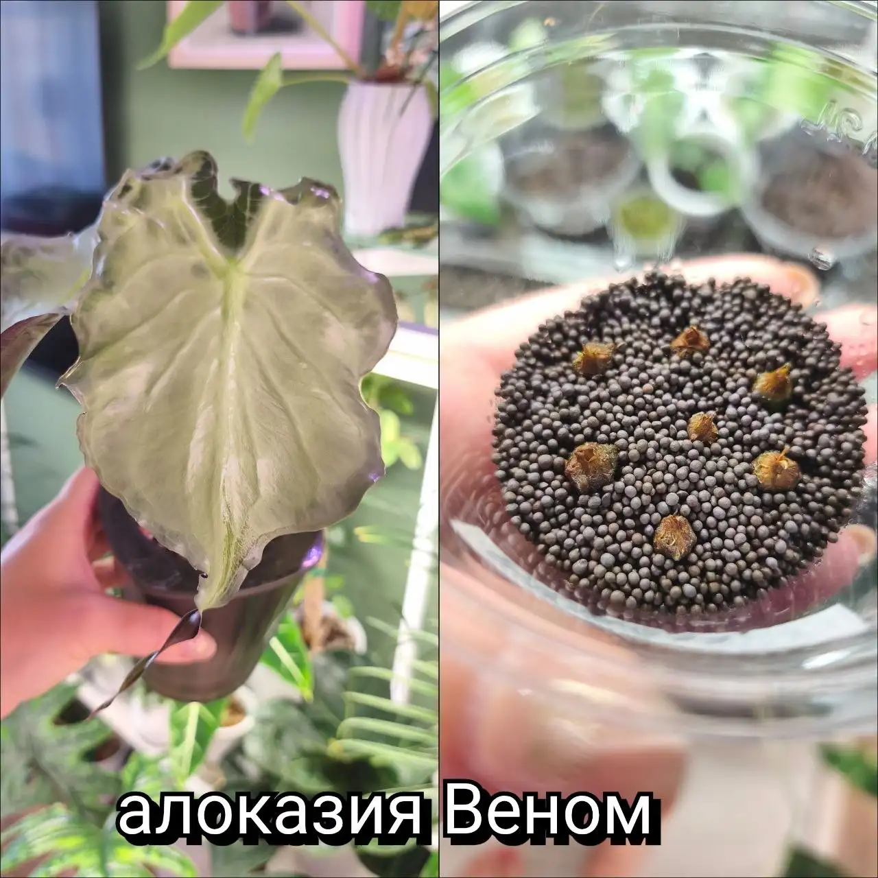 Комнатные растения - Хобби и отдых в Красноярск