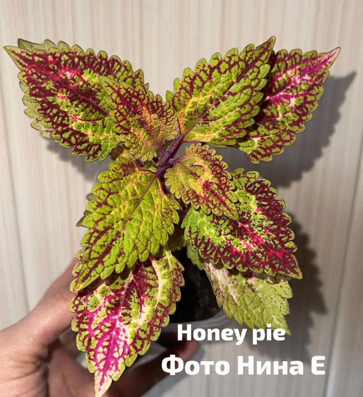 Продам колеусы укорененные или срезы - Растения в Красноярск