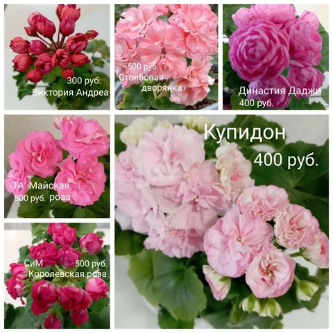 Продам укоренённые черенки пеларгоний - Растения в Красноярск