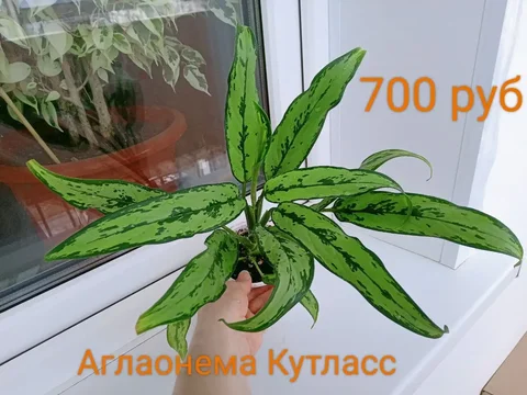 Комнатные растения на Матросова - Дом и сад в Красноярск