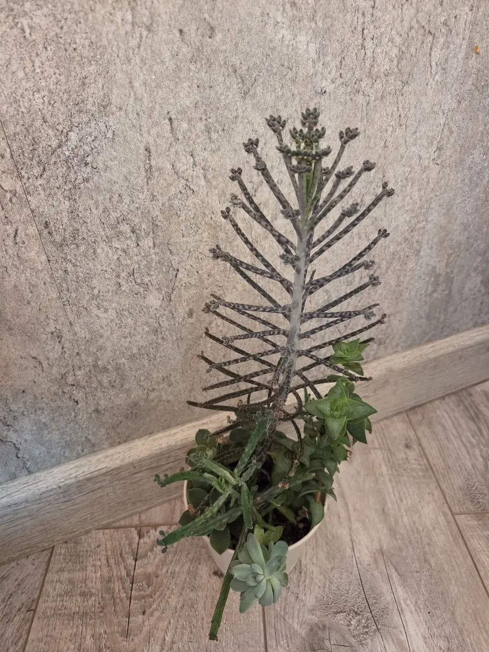 Садик из суккулентов - Комнатные растения (Хобби и отдых) в Красноярск