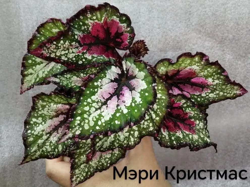 Продам декоративно-лиственную бегонию - Комнатные растения (Растения) в Красноярск