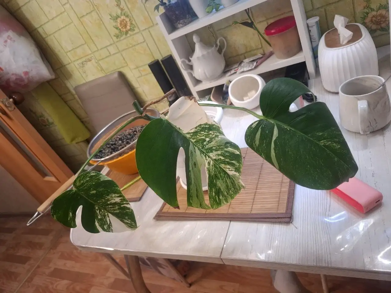 Продам низ от Монстеры Альба и черенки - Растения (Хобби и отдых) в Красноярск