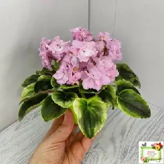 Фиалка РС Утренний пляж - Комнатные растения (Хобби и отдых) в Красноярск