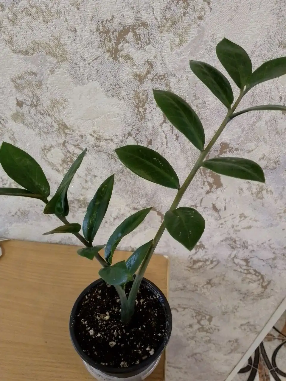 Продам Замиокулькас - Хобби и отдых в Красноярск