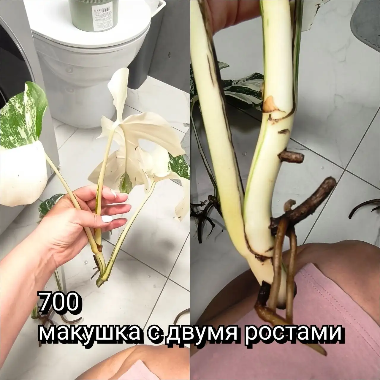 Черенки монстеры Альбы - Комнатные растения (Хобби и отдых) в Красноярск