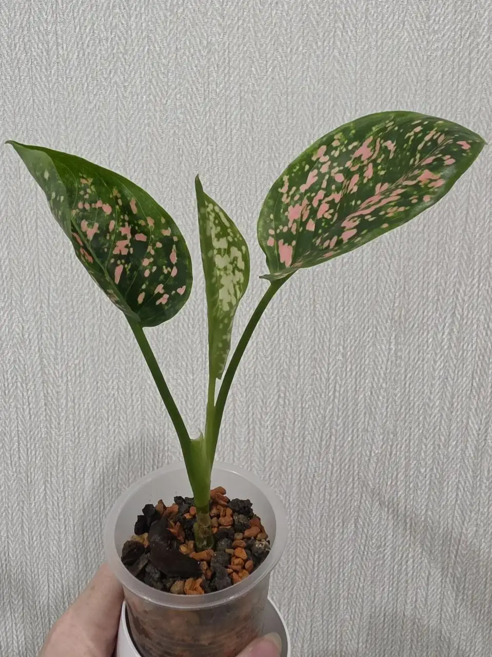Продам аглаонему Pink Dalmatian - Растения (Хобби и отдых) в Красноярск