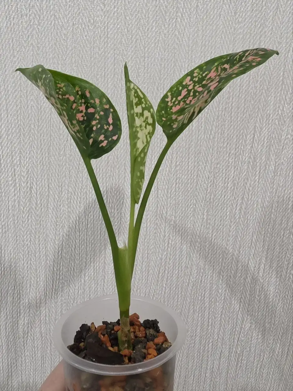 Продам аглаонему Pink Dalmatian - Растения (Хобби и отдых) в Красноярск