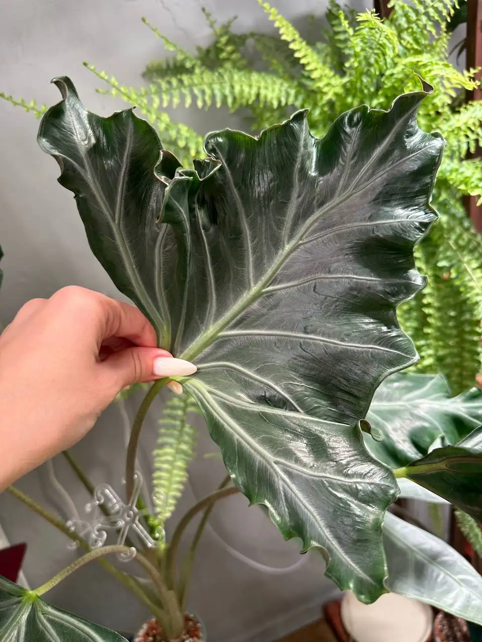 Alocasia Лейла (Lailah) - Растения (Хобби и отдых) в Ростов-на-Дону