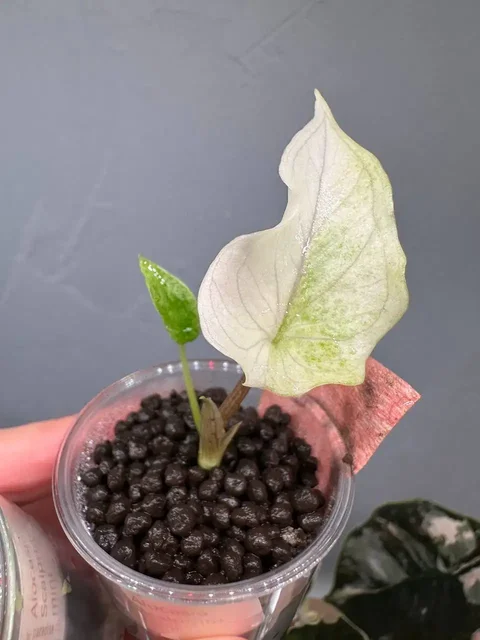 Alocasia Scalprum mint - частное объявление в Ростов-на-Дону