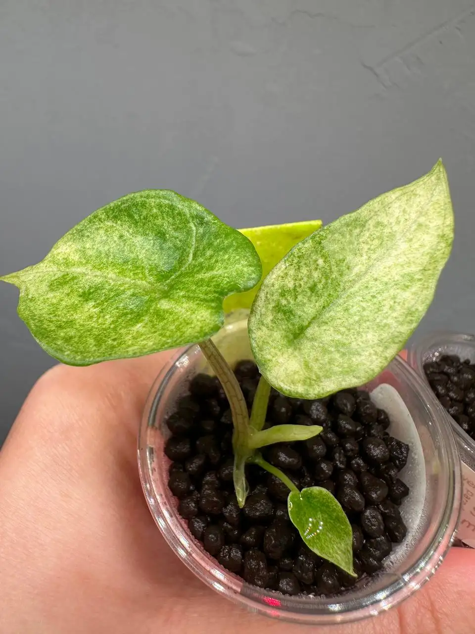 Alocasia Scalprum mint - Комнатные растения (Хобби и отдых) в Ростов-на-Дону