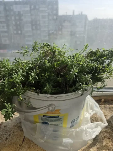 Продам лаванду узколистную большой куст - Стройматериалы в Красноярск