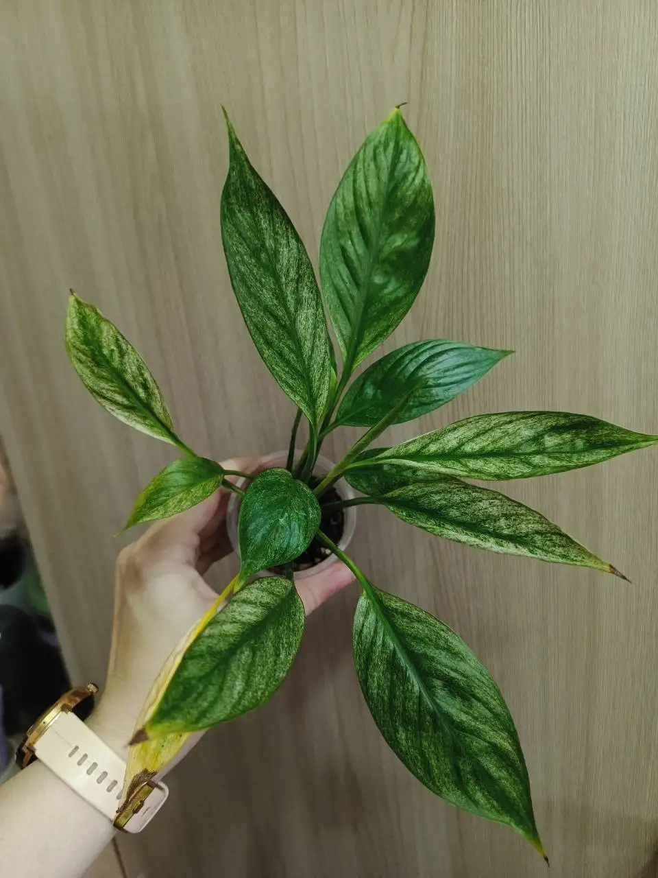 Продажа комнатных растений - Комнатные растения (Хобби и отдых) в Красноярск