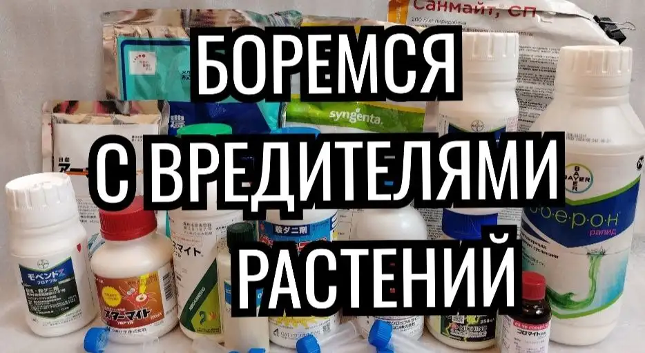 Боремся с вредителями растений. Средства защиты. - Средства для растений (Хобби и отдых) в Красноярск