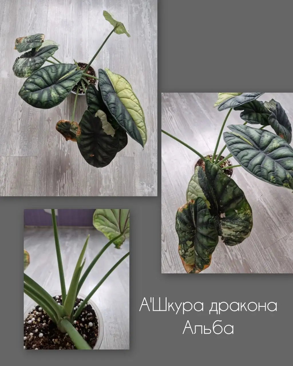 Взрослая Шкура Дракона Альба - Растения в Барнаул
