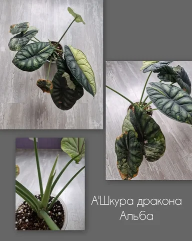 Взрослая Шкура Дракона Альба - Растения в Барнаул