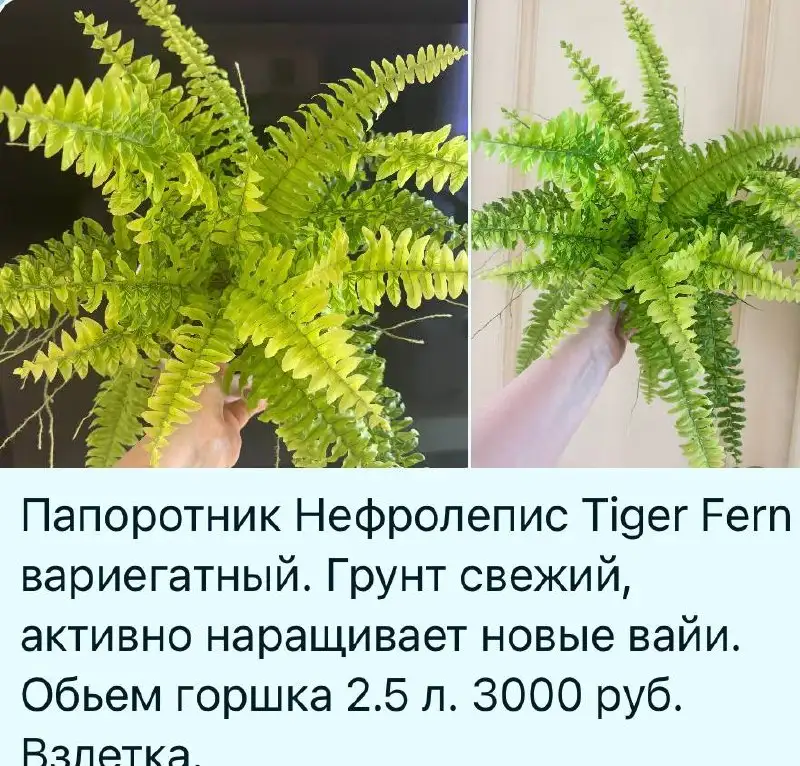 Комнатные растения - Растения (Хобби и отдых) в Красноярск
