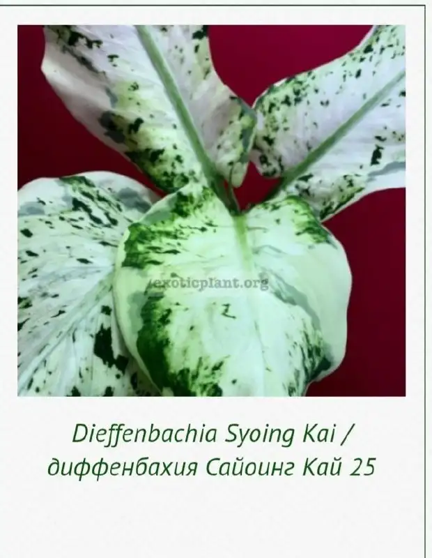 Ищу диффенбахию Сайоинг Кай - Комнатные растения (Хобби и отдых) в Красноярск
